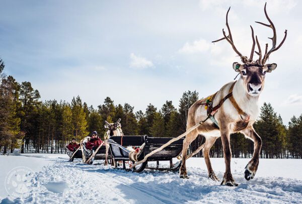 2025 LAPLAND FAMILY HOLIDAY - Image 4